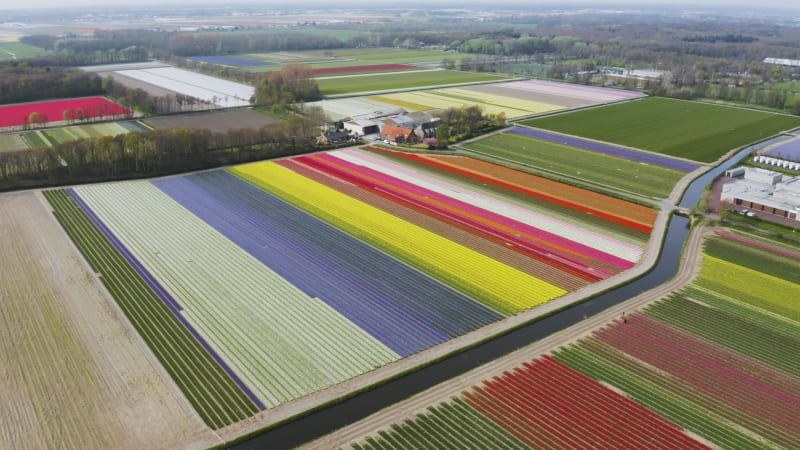 Captivating Tulip Fields in Lisse, Netherlands