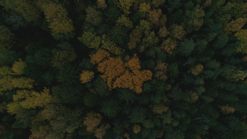 Aerial view of yellow tree top during the autumn.