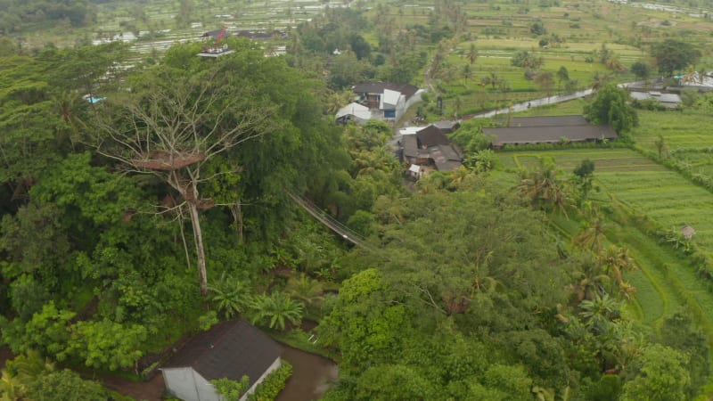 Aerial view of watch tower observation platform and hanging bridge in tropical trees. Aerial view circling lookout hut in the canopy of a tropical tree