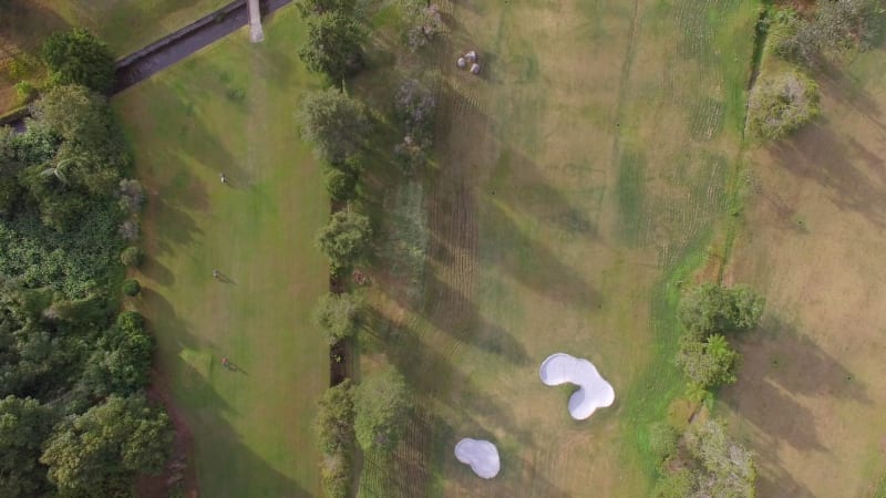 Aerial view above of paddy field growing semiaquatic rice, Malang.