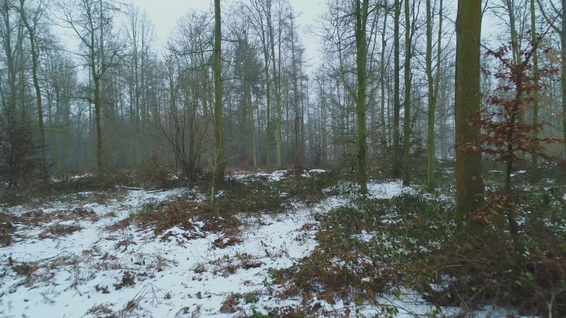 Winter Forest with a Light Covering of Snow on the Ground