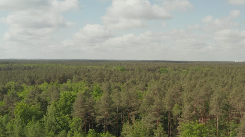 AERIAL: Slow flight forward towards Rich Green Forest Tree Tops over Germany European Woods with Blue Sky and Clouds