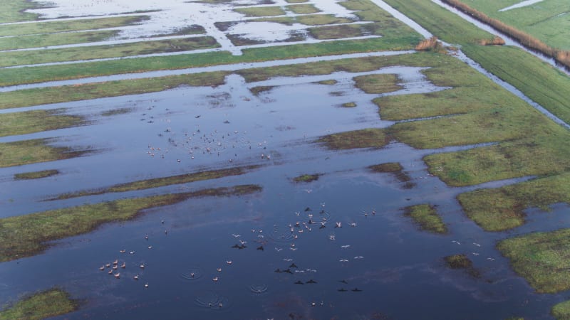 Dutch River Delta: Natural Habitat and Wetland Farming