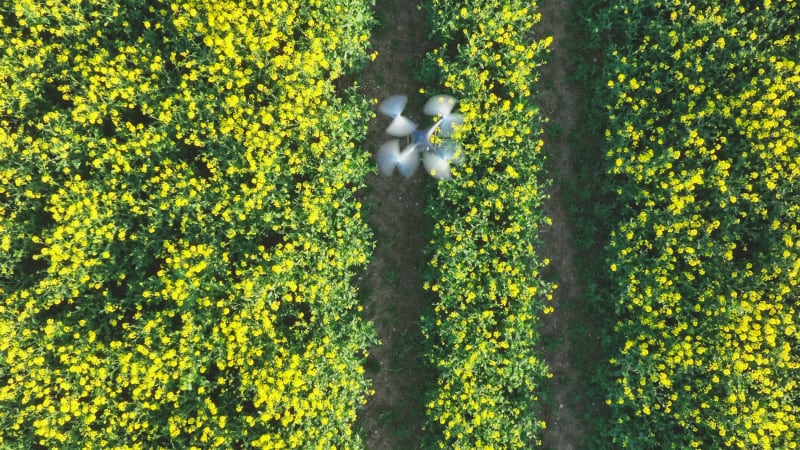 Drone Carrying Out Agricultural Work Collecting Data About Plant Health