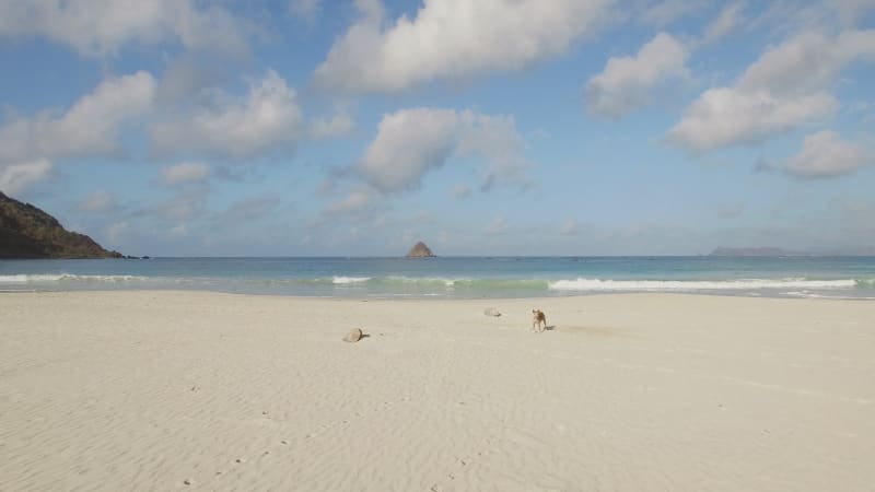 Aerial view of two dogs walking on tropical beach, Lombok.