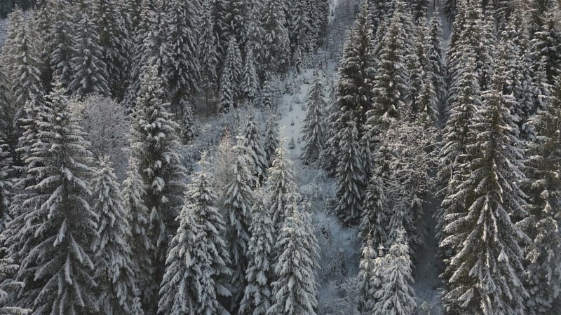 Snow-Covered Forest Aerial View in Flachau, Austria