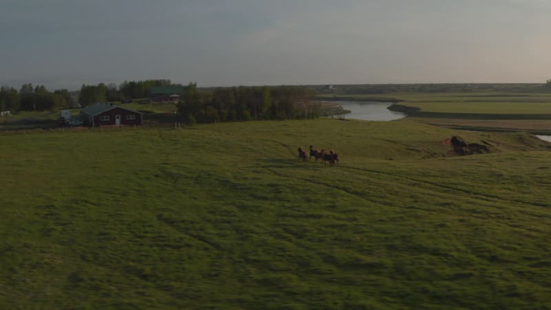 Aerial view horses wild galloping fast in ranch in farmland, iceland grass highlands. Wild horses herd feeling free trotting in icelandic countryside at sunset. Power and freedom concept