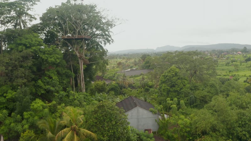 Aerial view of watch tower and hanging bridge in the canopy of tropical tree. Observation platform in the canopy of a tropical tree near small rural village in Bali