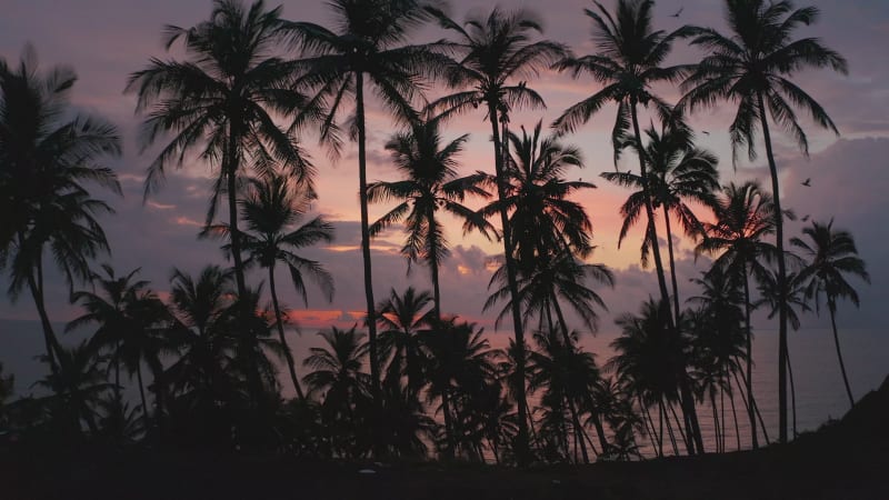 Aerial view of palm and coconut trees on beach.