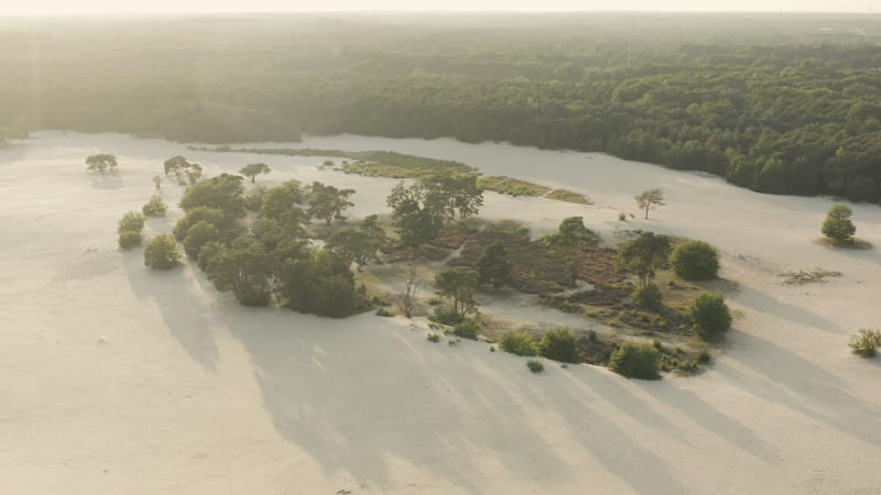 Soesterduinen sand dunes at sunset in the Netherlands