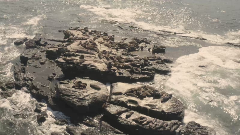 Aerial view of seal colony.