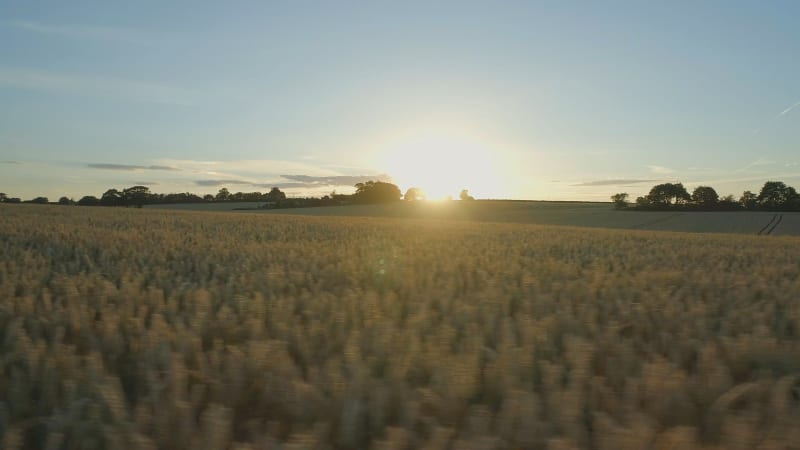 Flight Over Wheat Fields at Sunset