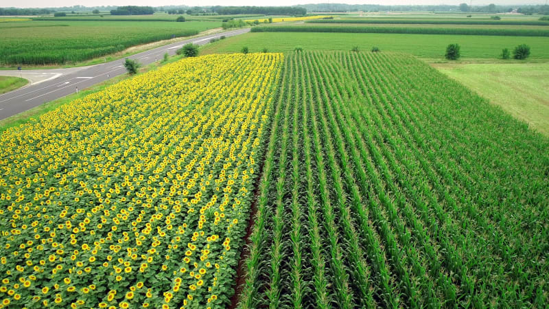 Aerial view of rows of sunflower and corn in fields.