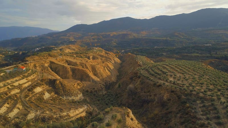 Flying Over Olive Farms in Spain At Sunset