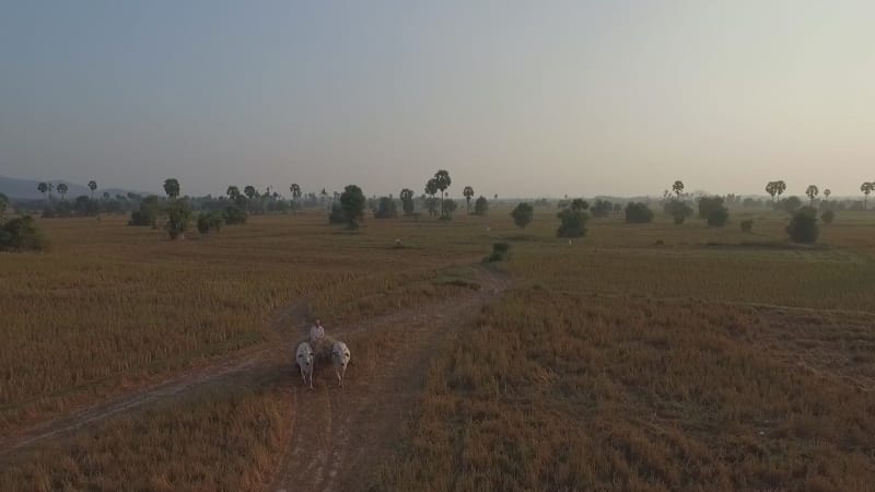Aerial view of ox pulling a cart through dry fields, Kep.