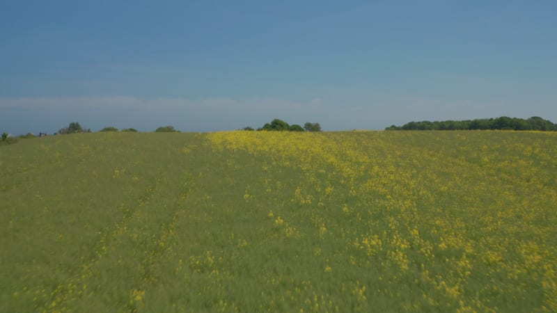 Astonishing aerial drone view of flowery yellow grass field hill, drone flying forward reveal amazing sea landscape with sailbaots in distance on windy day, clear sky day, Brodten, Germany