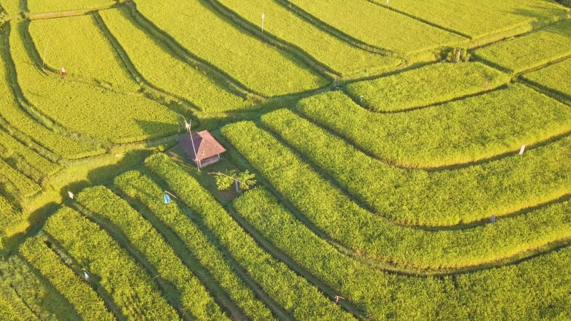 Aerial view of Penebel, Bali