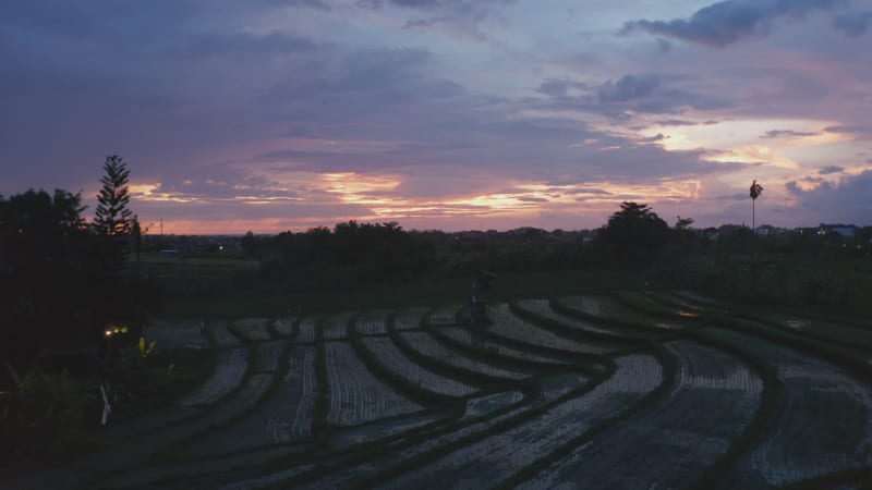 Low flying slow aerial dolly shot of a terraced rice plantation paddy fields on the slopes of a hill in Bali