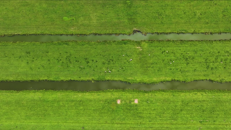 Agricultural Scenery in Krimpenerwaard, Netherlands