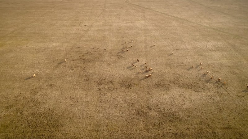 Aerial view of cattle grazing in the field at sunset at the island of Vormsi.