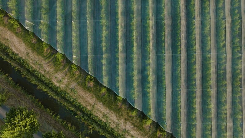 Overhead View of a Protected Fruit Farm in the Netherlands