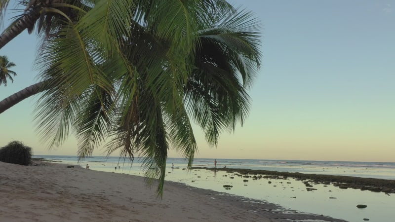 Aerial view of a coconut palm tree in Praia do Forte Bahia