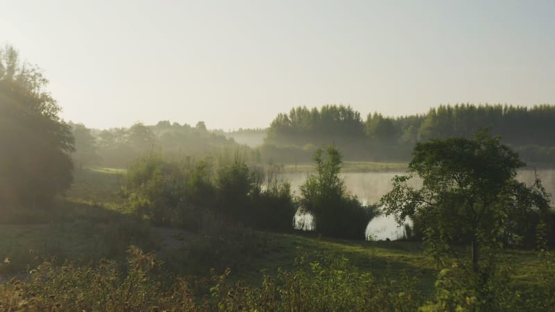 Aerial fly through shrubs and plants on a lakes banks, early morning mist and golden light with reflections on the calm water