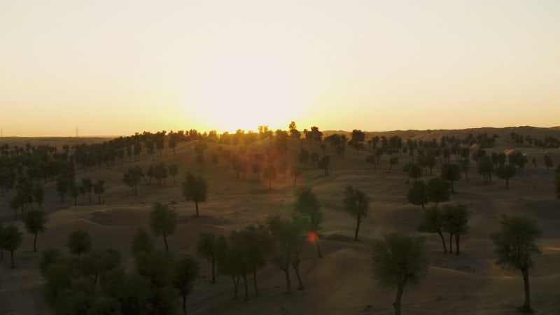 Aerial view of many trees growing on the middle of sand during sunset.