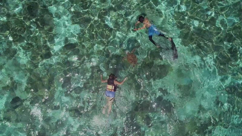 Aerial view of two people snorkeling with turtle.