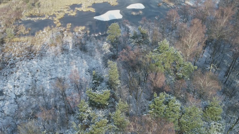 Aerial view of forest in winter with snow, moving sideward, Twente