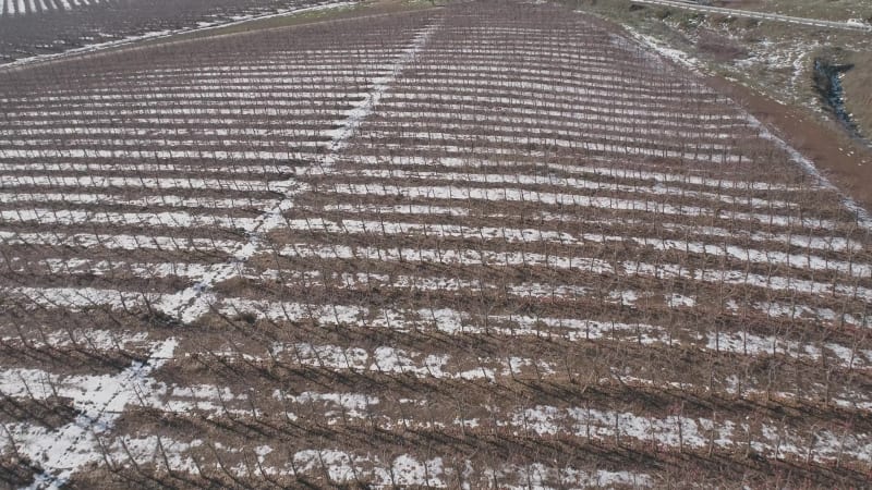 Aerial view of a dry vineyard in the snow, Golan Heights, Israel .