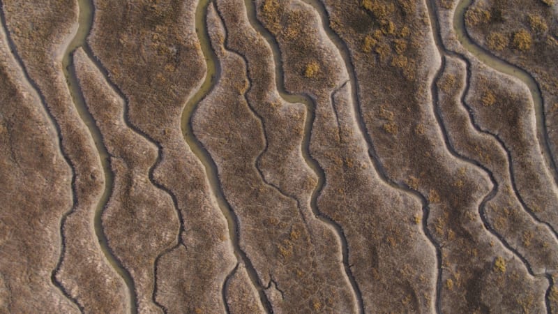 Exploring Oostvoorne's River Delta and Tidal Marshes