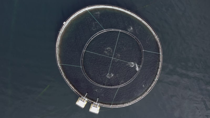 Bird's Eye View of an Cod and Pollock Aquaculture Fish Farm