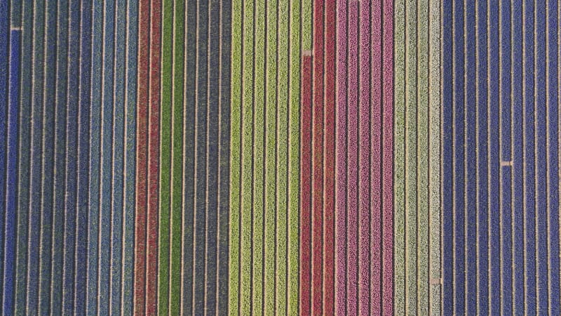 Tulip Fields in Noordwijk, The Netherlands