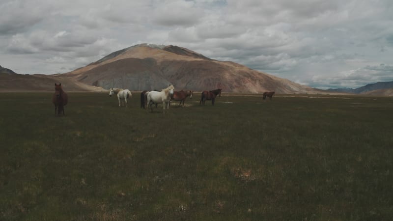 Aerial view of horses freely running in a valley, Ladakh region, India.