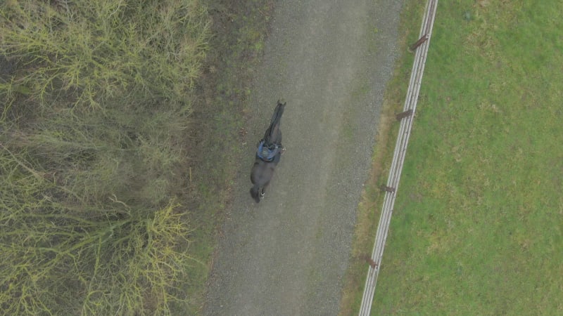 A Horse Rider on a Hack Through Woodland Path Bird's Eye View