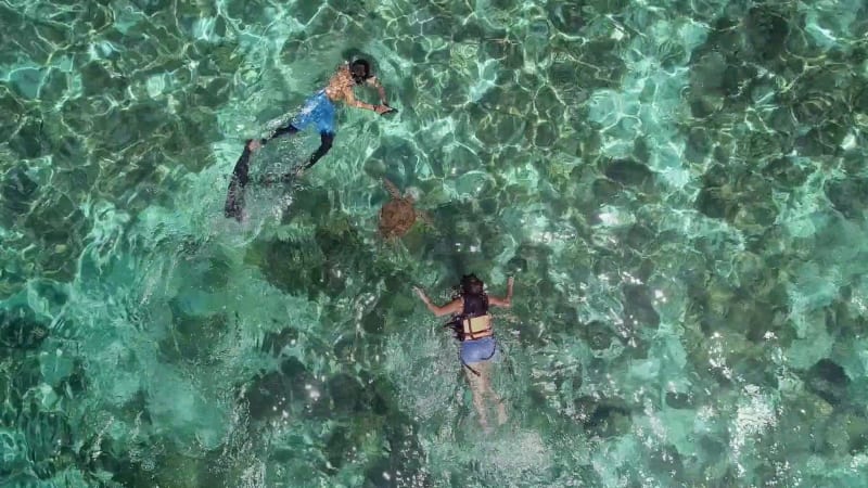 Aerial view of two people snorkeling with turtle.