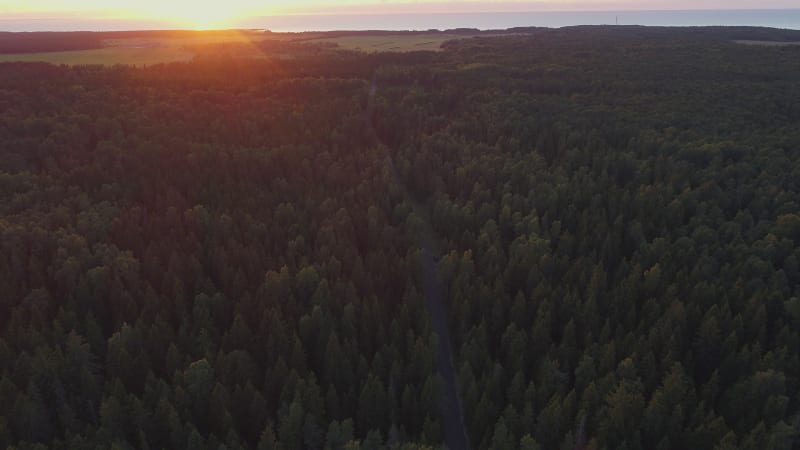 Aerial view of a road in the middle of the nordic pines forest on the sunset.