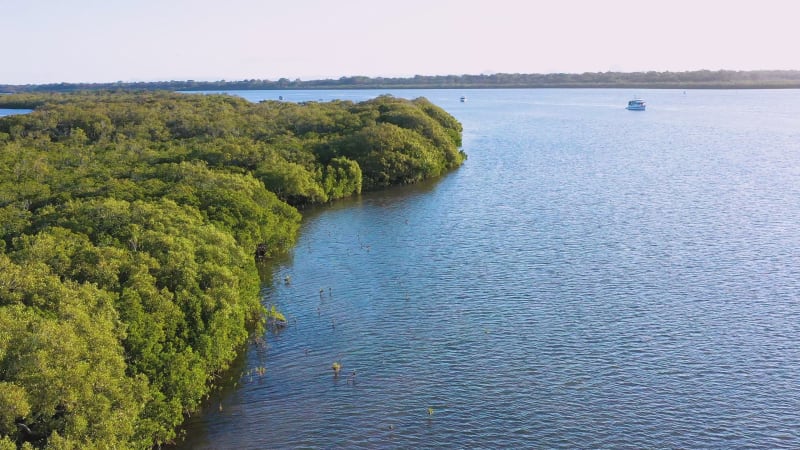 Aerial view of Pied Cormorants, Sunshine Coast, Queensland, Australia