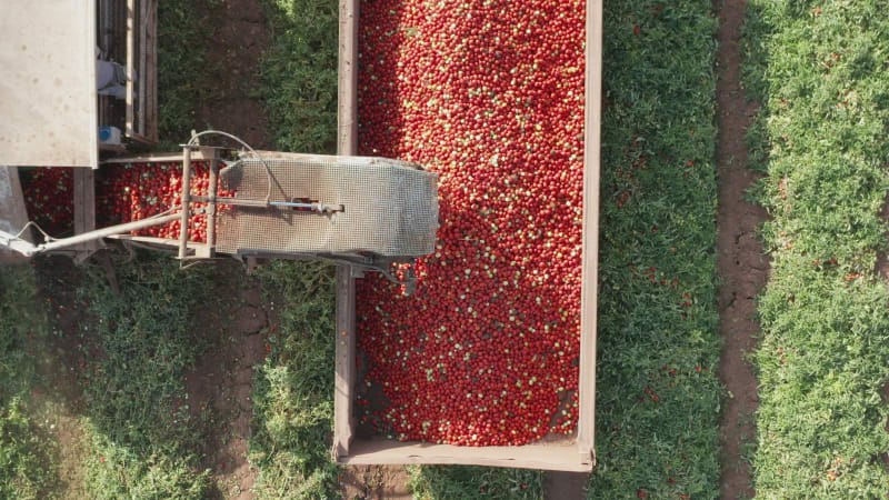 Tomato harvester loading a trailer with fresh ripe Red Tomatoes, Top down aerial follow footage.