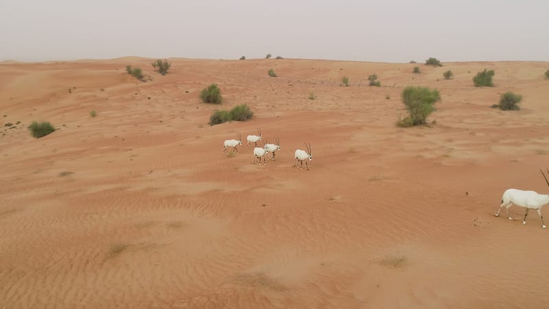 Aerial view of group of goats walking on desert landscape