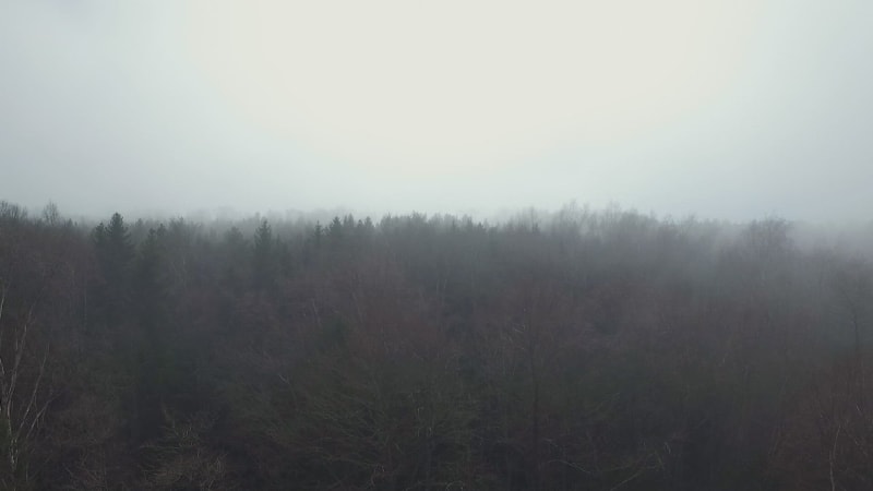 Aerial view of a misty forest.