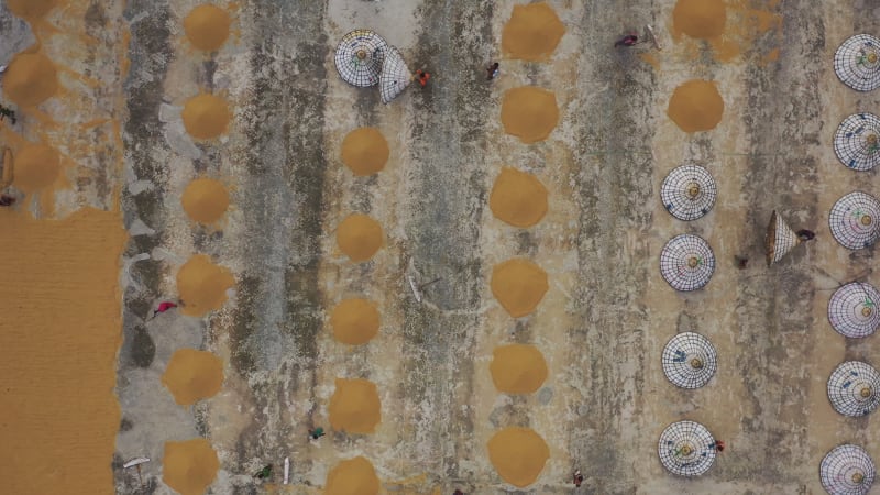 Aerial view of farmers working on rice field draining and drying rice at sunlight, Dhamrai, Dhaka, Bangladesh.