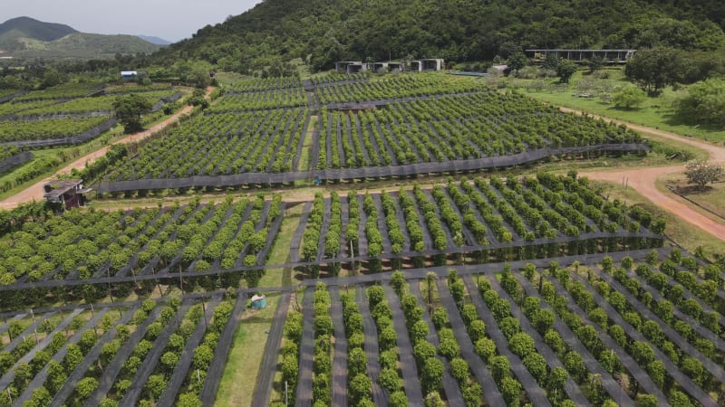 Aerial view of Kampot pepper plantation, Phnom Voar mountain, Cambodia.