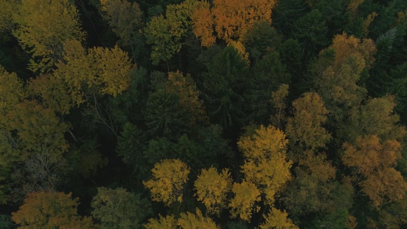 Aerial view of yellow tree top during the autumn.