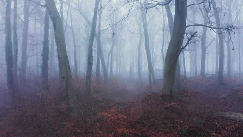 Walking into scary foggy forest in the fall