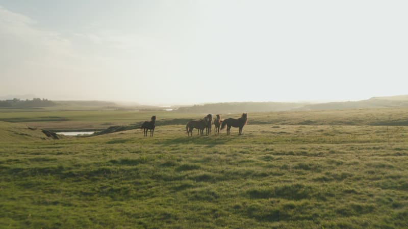 Forwards fly above grassland. Group of brown horses standing on meadow and waving with tails. View against morning sun. Iceland