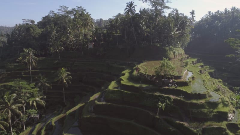 Aerial view of terracing field growing semiaquatic rice, Malang.