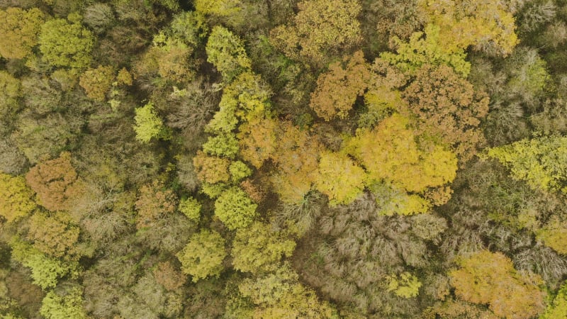 Top down view of trees with yellow and orange leaves in fall time