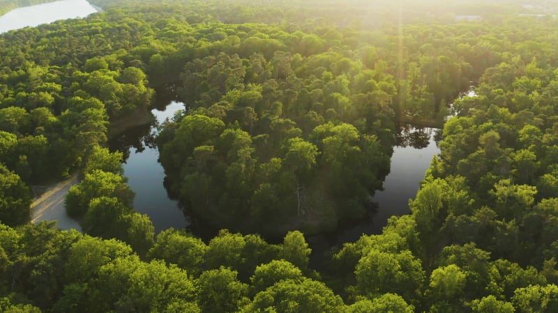 Stunning aerial view of river in the forest in the sunset